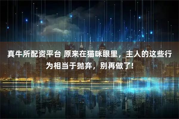 真牛所配资平台 原来在猫咪眼里，主人的这些行为相当于抛弃，别再做了!