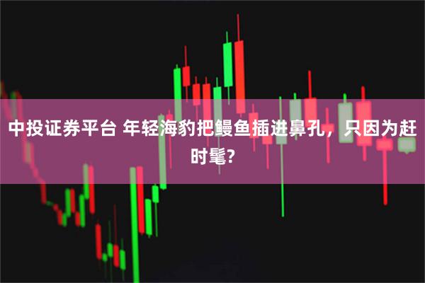 中投证券平台 年轻海豹把鳗鱼插进鼻孔，只因为赶时髦?